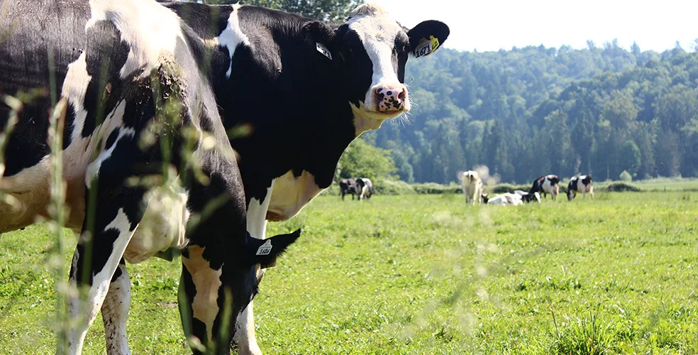 Nutrição adequada, sombra e água fresca. Como reduzir os efeitos do El Niño nas vacas leiteiras