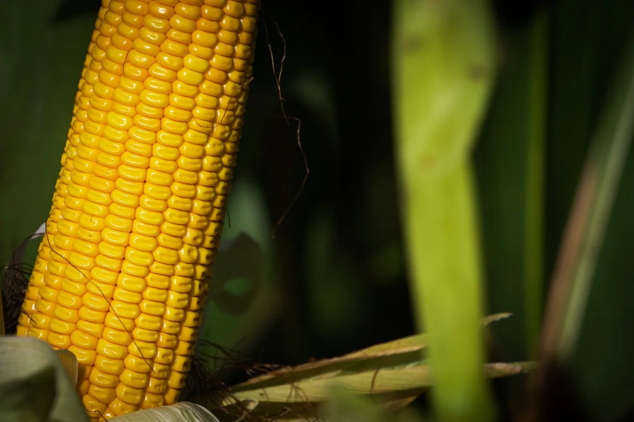 Colheita de milho na Argentina alcança 99,2%; plantio da safra 2026/27 atinge 17%