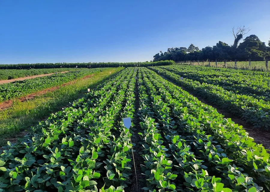 Agricultura e OCP Nutricrops assinam memorando para fornecer fosfatados até 2027