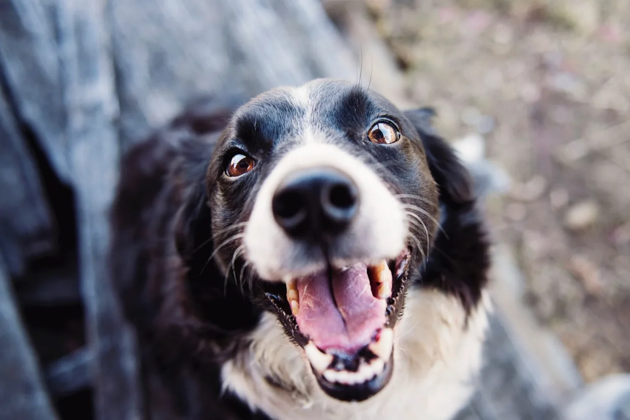 Mercado pet brasileiro mira R$ 81 bilhões em 2026 e país já é o 3º do mundo em número de animais