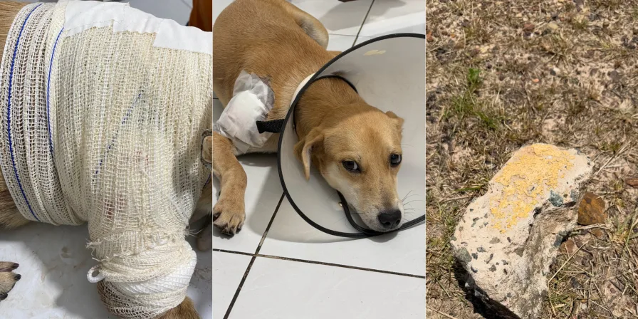 Cadela é agredida com pedaço de concreto na UFMA; câmeras de segurança são analisadas