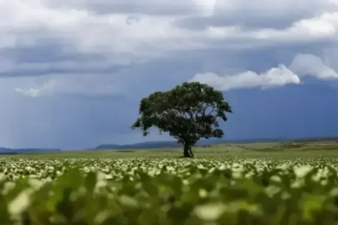 Foi plantada em 1825 para alimentar a população; 200 anos depois, tornou-se uma árvore invasora