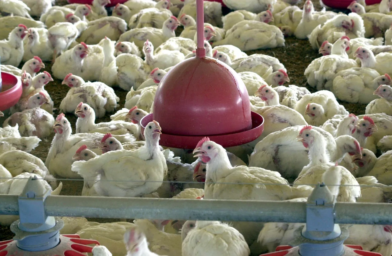 UE sinaliza que pode voltar a comprar frango e mel do Brasil
