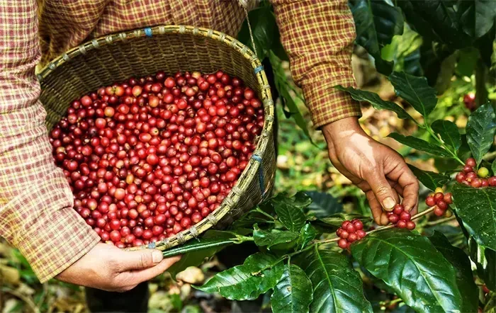 Colheita de café supera 90% entre cooperados da Cooxupé