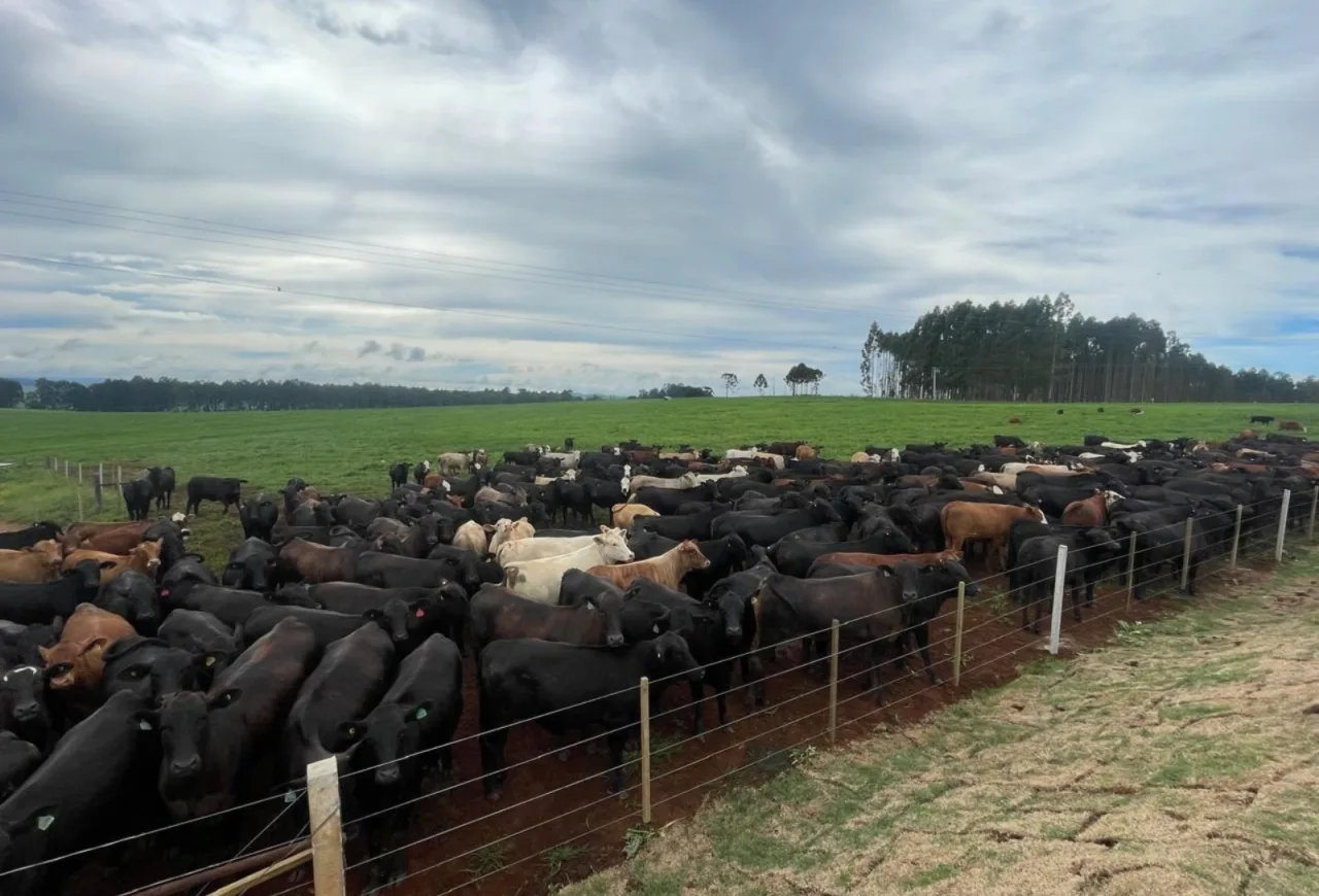 Especialista orienta reforço de reservas de alimento e ajustar manejo diante de extremos climáticos