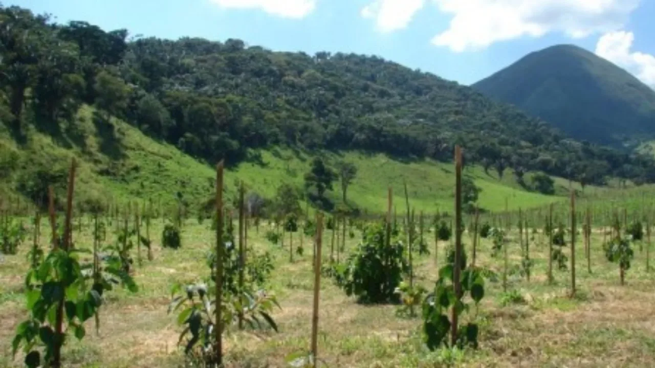 Estudo da Fapesp cria 10 regras para restauração ecológica