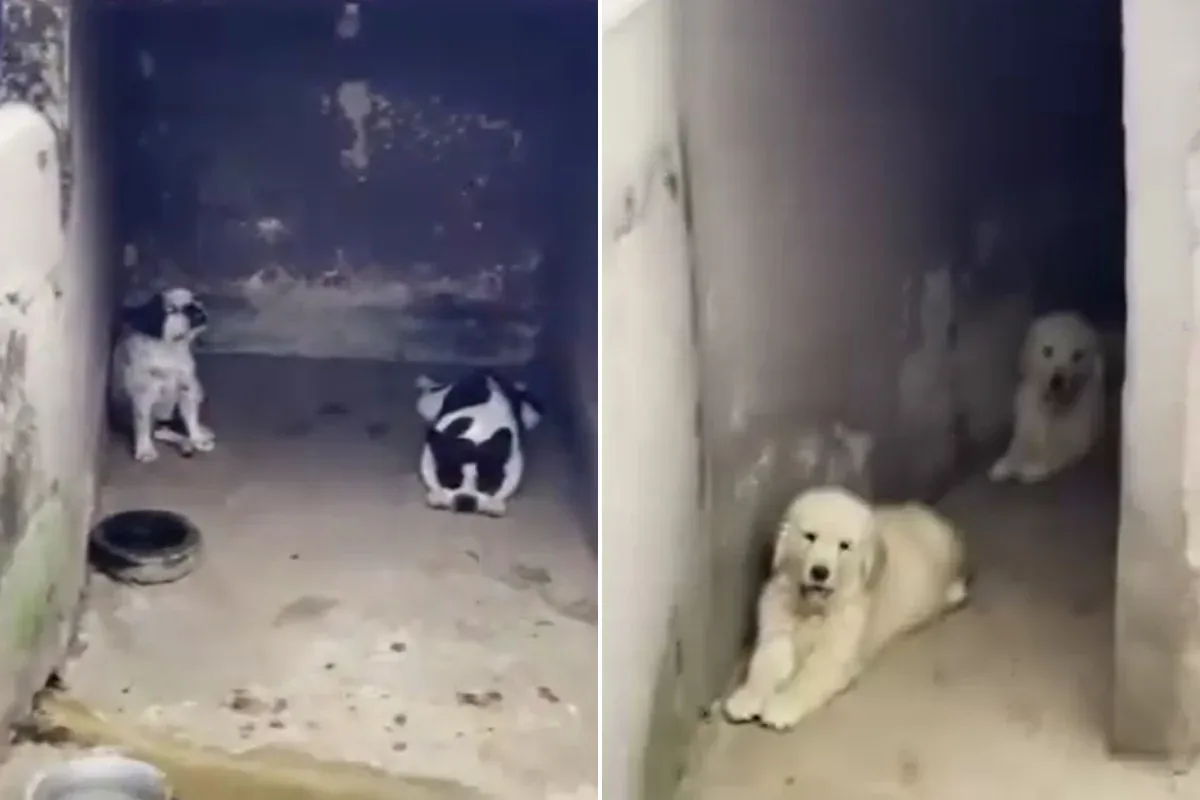 Homem é preso após cachorro passar por cirurgia clandestina em MG
