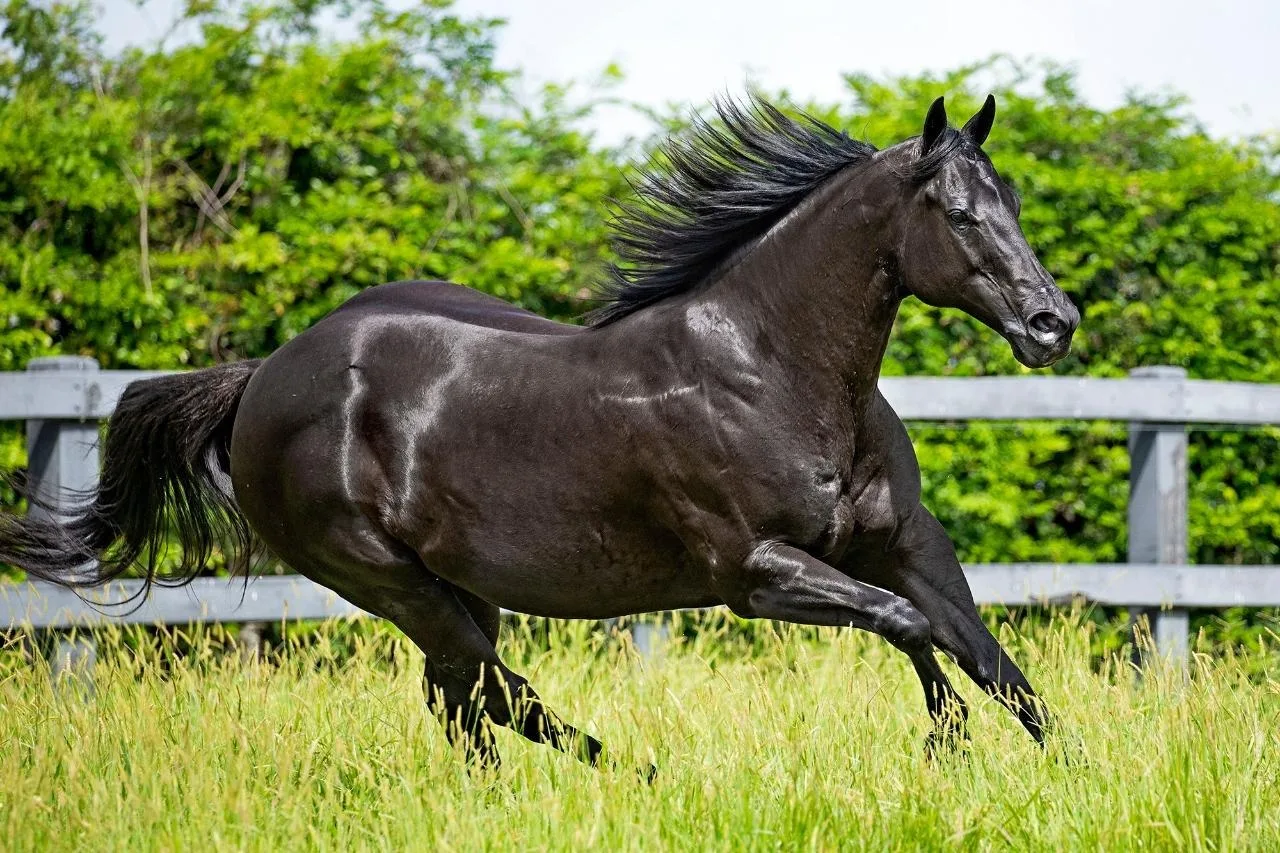 JGC Ranch, Haras RK e Haras WS escrevem novo capítulo de uma história que marca o Quarto de Milha de vaquejada