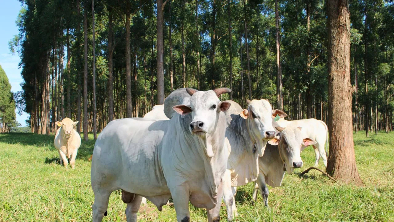 Comportamento da raça bovina influencia planejamento da fazenda