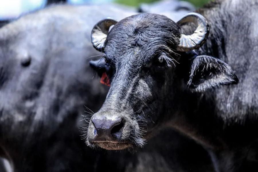 Búfalos gigantes despertam interesse pela genética, mas tamanho não é tudo na pecuária