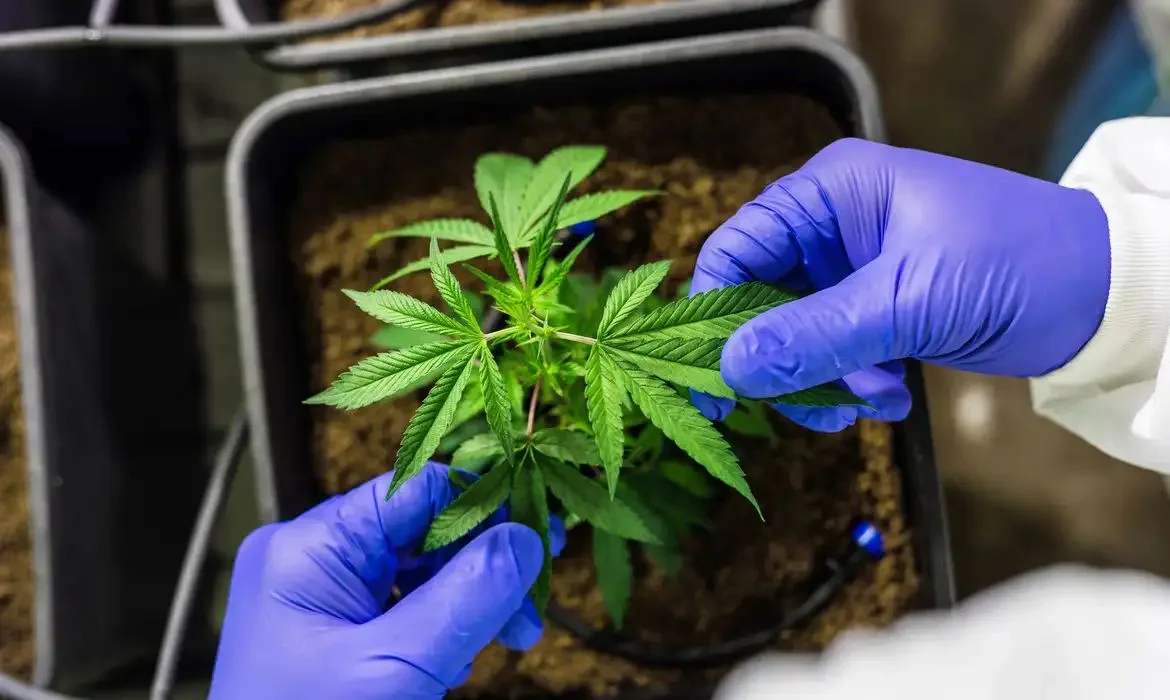 Da planta-mãe ao remédio: padronização genética vira ativo estratégico da cannabis medicinal no Brasil