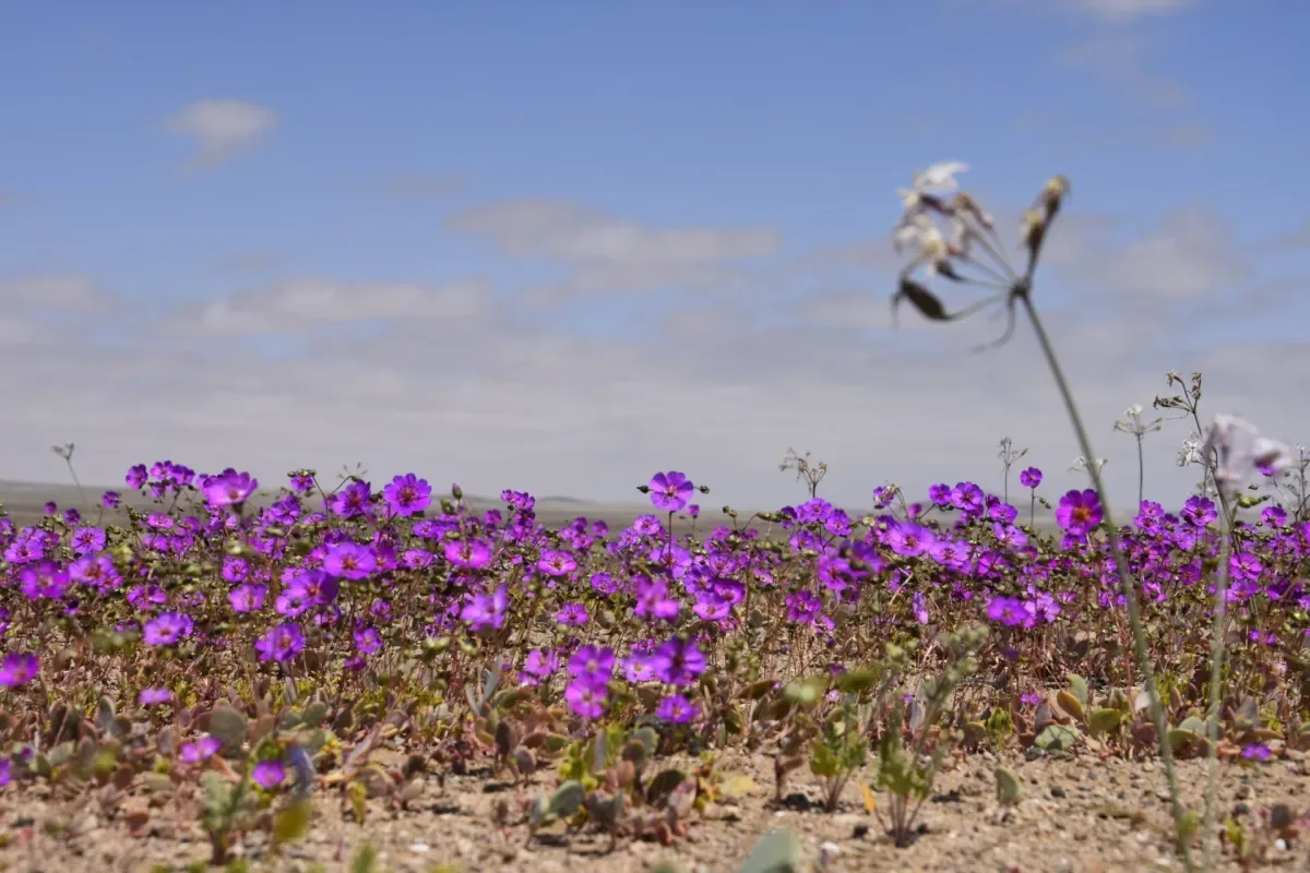 Deserto florido: Atacama pode ter maior floração em duas décadas e as primeiras flores já estão desabrochando