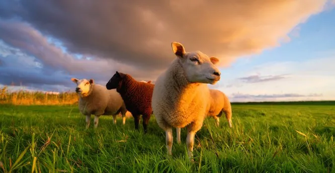 Como o composto genético Senangus une rusticidade e carne de qualidade no pasto
