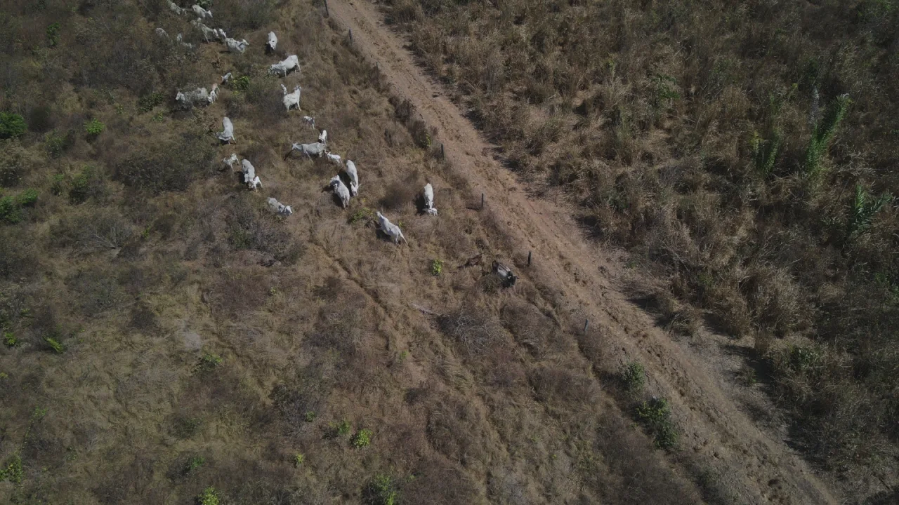 Justiça manda abrir dados de trânsito de gado no Pará para Ibama e ICMBio; entenda o impacto para pecuaristas