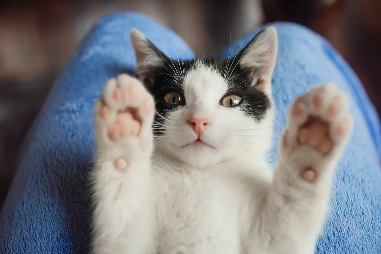 Onde há mais gatos, há mais felicidade? Estudo mostra se isso é possível