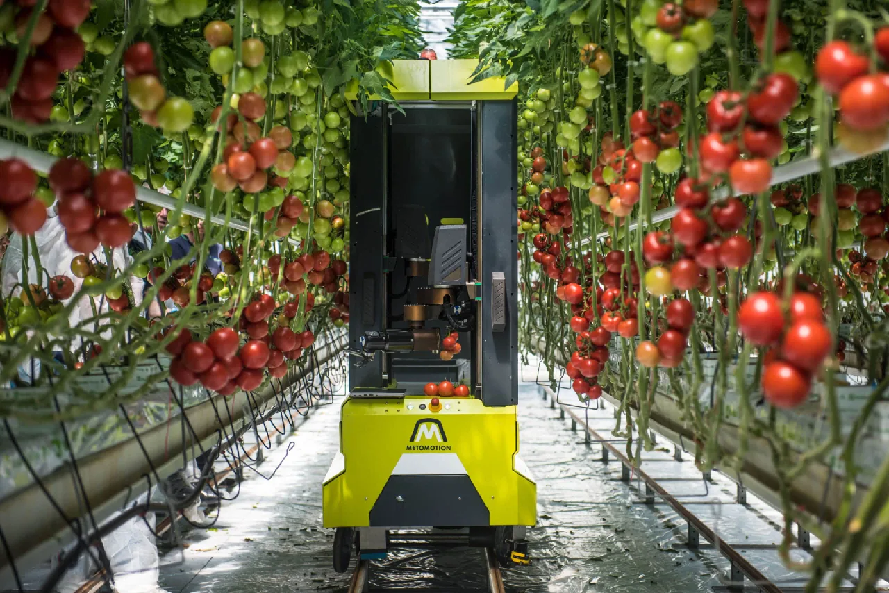Robô colhe tomate sozinho com 83% de sucesso e reconhece maturação com 99,9% de precisão