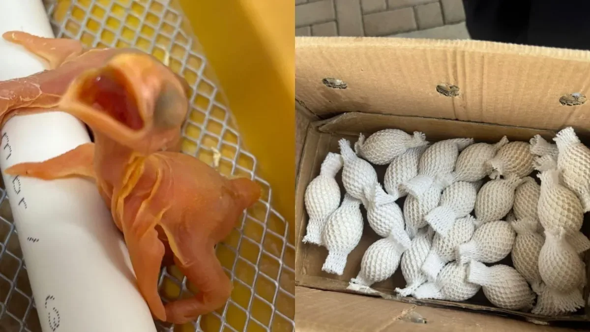 Filhotes de aves nativas apreendidos em ovos no PR começam a nascer