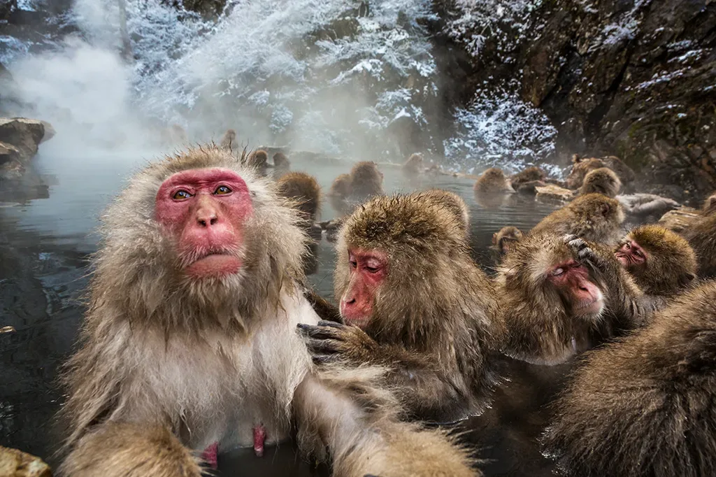 Macacos podem desenvolver germofobia após sobreviverem a surto de doença