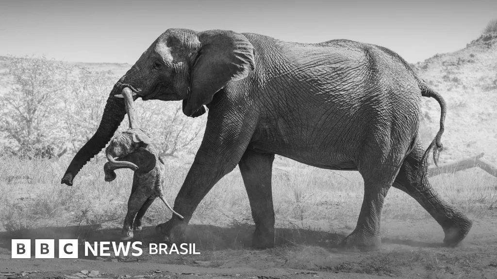 O que as imagens de uma elefanta carregando um filhote morto revelam sobre o luto dos animais