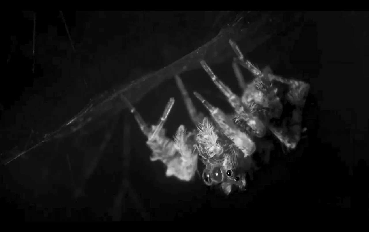 Vídeos revelam semelhanças entre sono de aranhas e humanos; assista