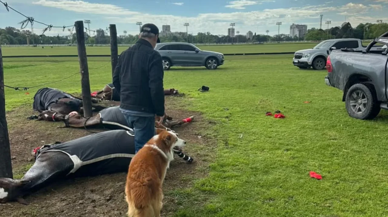 Raio mata quatro éguas de polo e arremessa cuidador em clube na Argentina