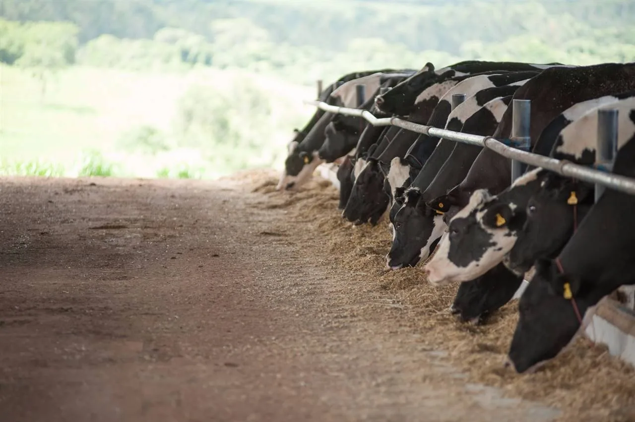 Ele sonhava produzir 200 litros de leite; hoje, a fazenda ultrapassa 40 mil litros por dia