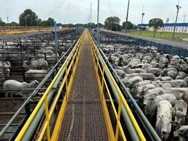 Circuito Nelore de Qualidade prevê avaliar 6.700 bovinos e mira recorde em Mozarlândia