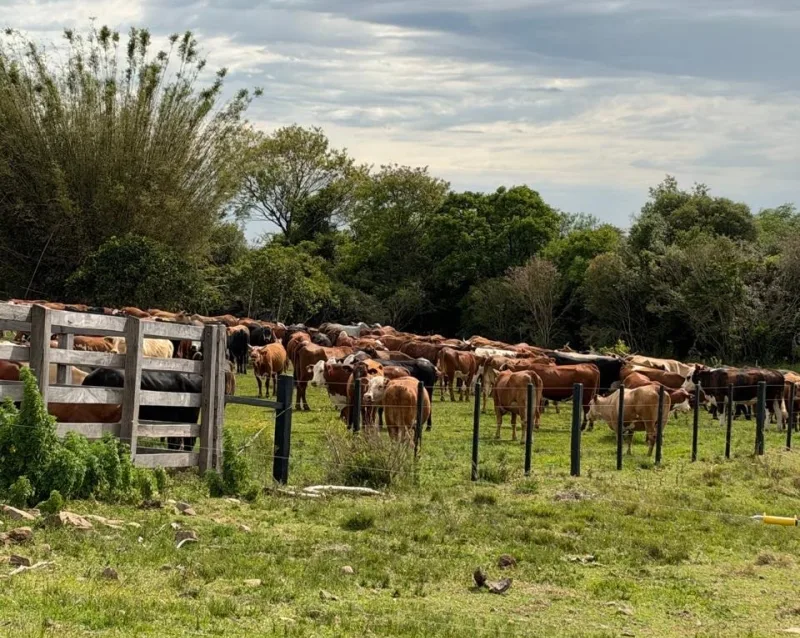 Polícia investiga sumiço de 2.388 bovinos de pecuarista de 91 anos; prejuízo passa de R$ 11 milhões