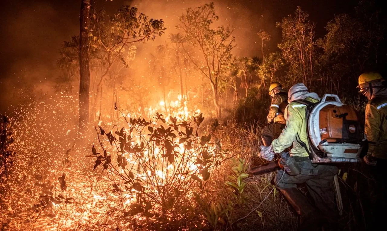 Focos de fogo no Amazonas crescem após 1º eleições e atingem áreas privadas