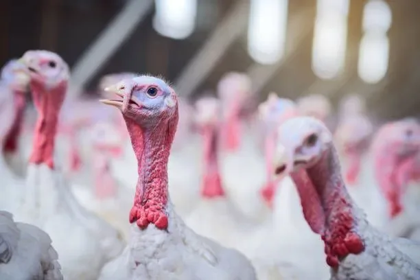 Brasil busca limitar embargo da China a aves brasileiras