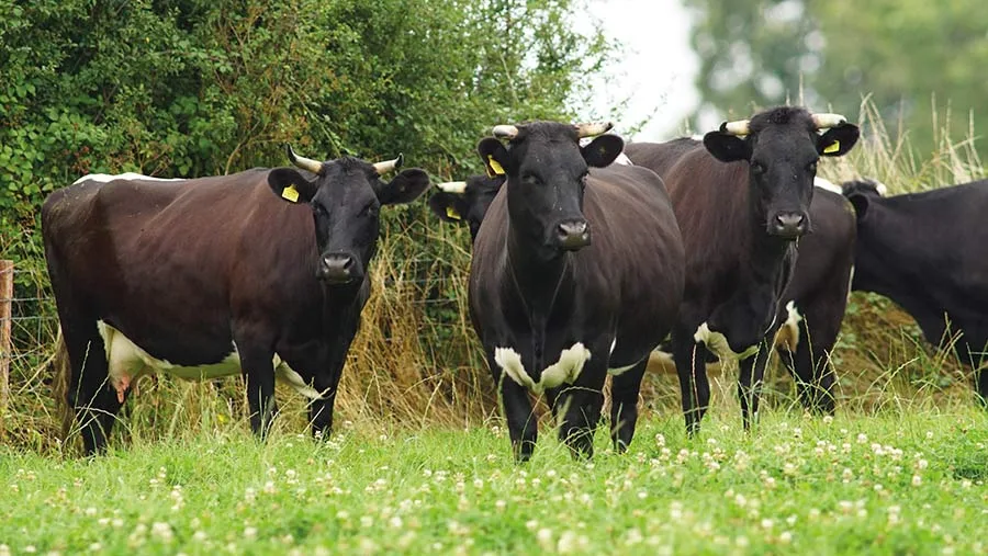 A raça bovina que ficou reduzida a um único rebanho e ajudou a escrever a história da vacinação