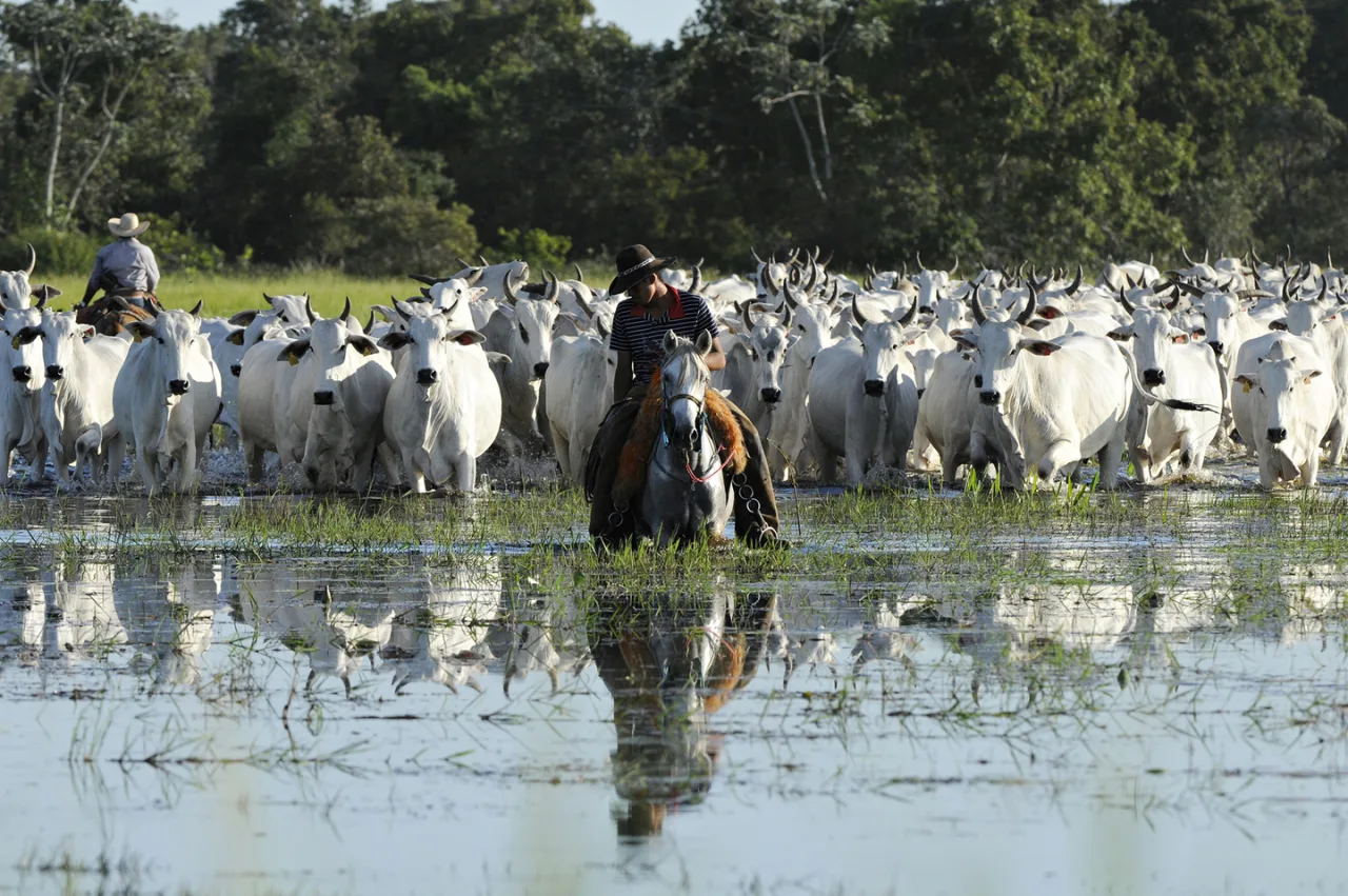 Agro brasileiro bate recorde de trabalhadores e salários avançam 8% na pecuária