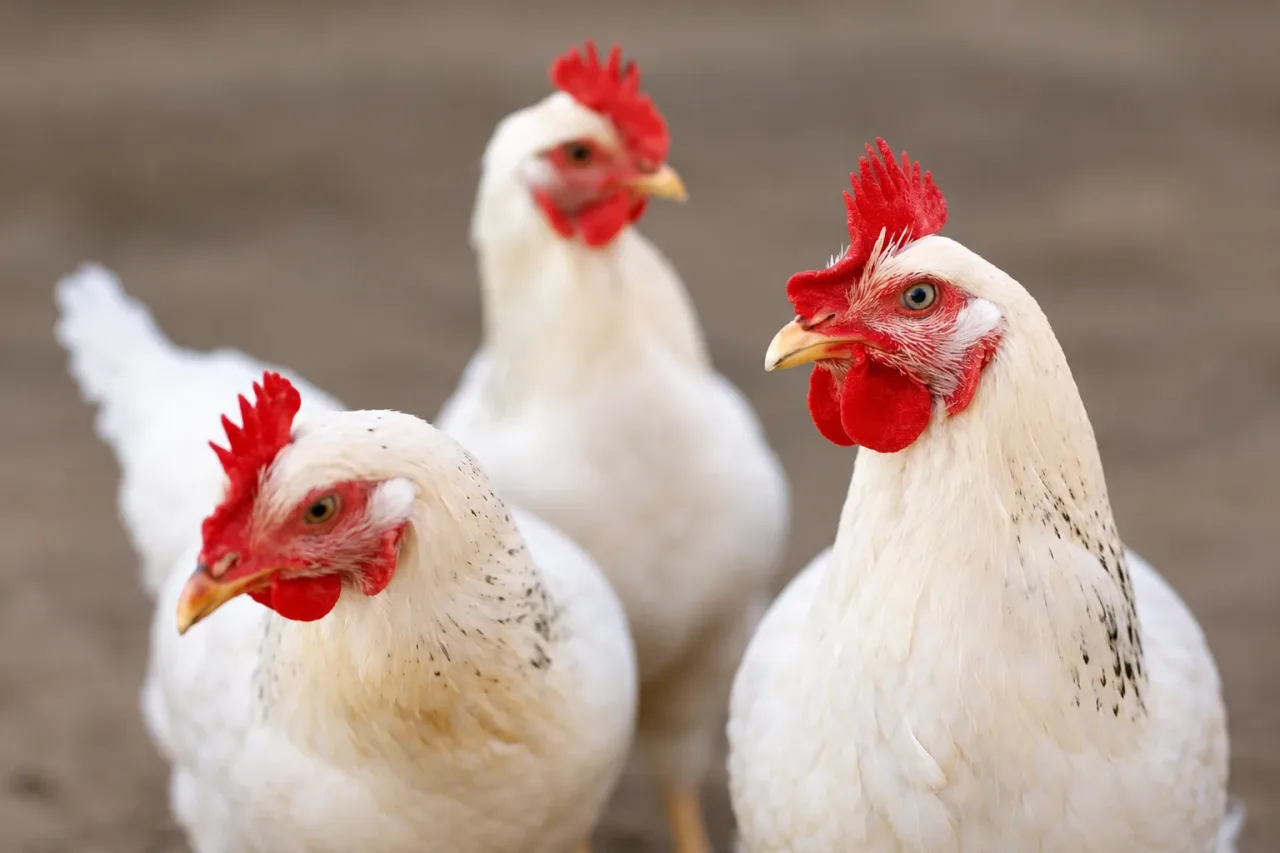 Após México, Malásia também suspende compra de frango de todo o Brasil