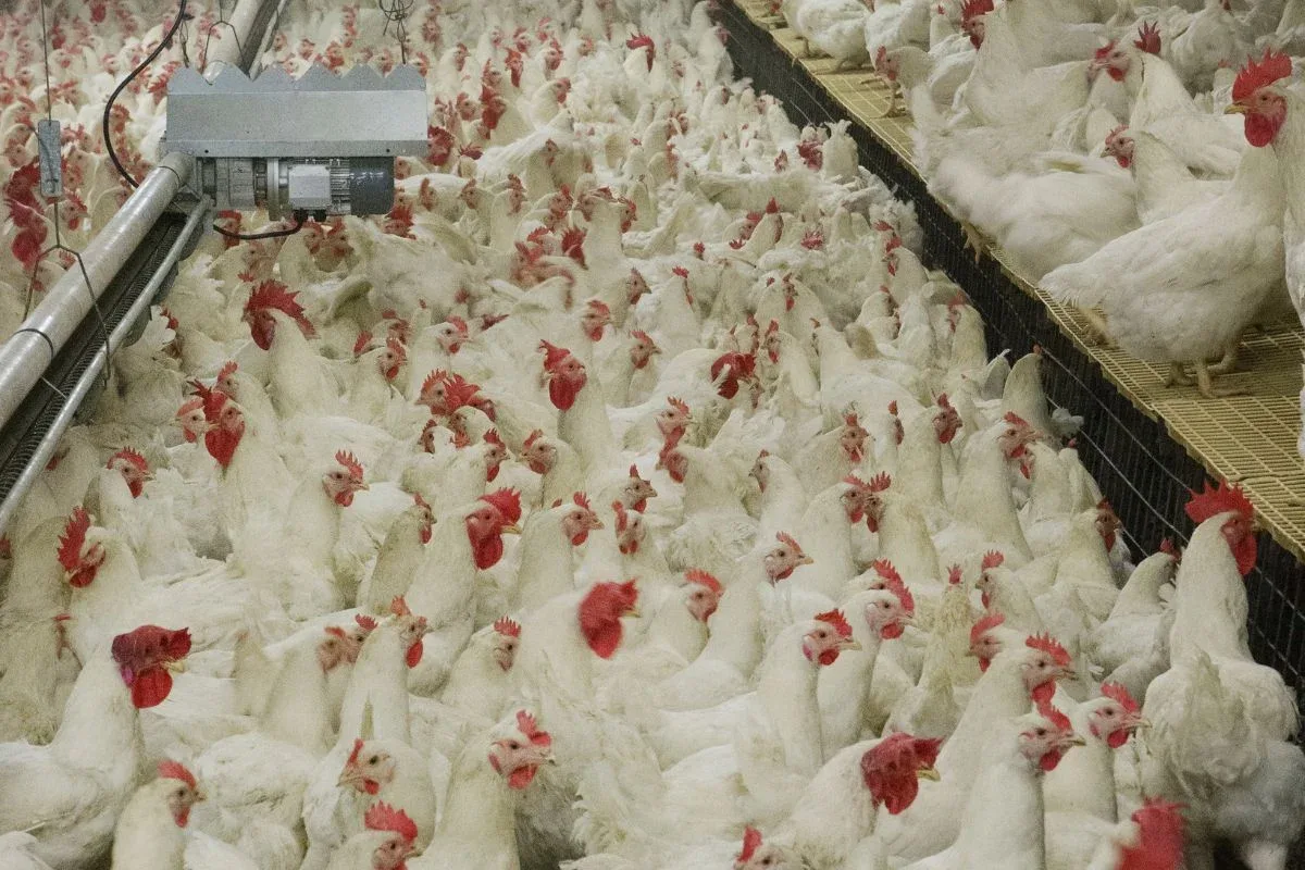 Newcastle: México suspende importação de carne de frango do Brasil