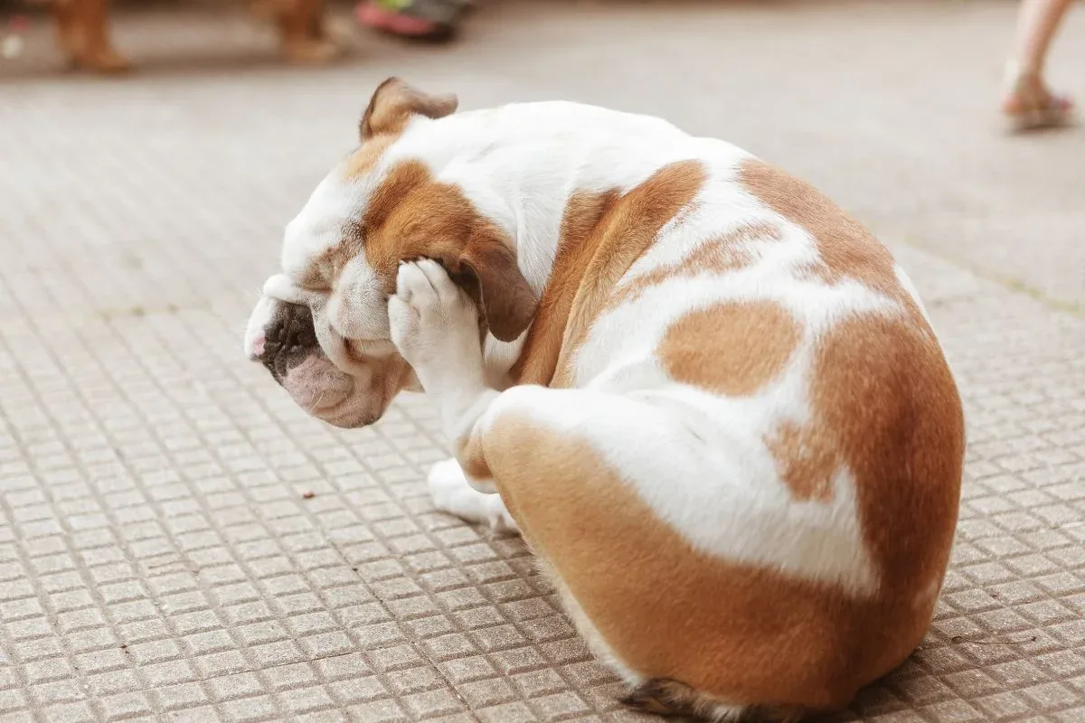 Expert ensina como prevenir o surgimento de pulgas e carrapatos em pets