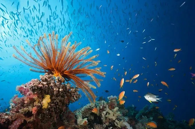96% dos recifes de coral do mundo podem entrar em colapso até 2075, alerta estudo