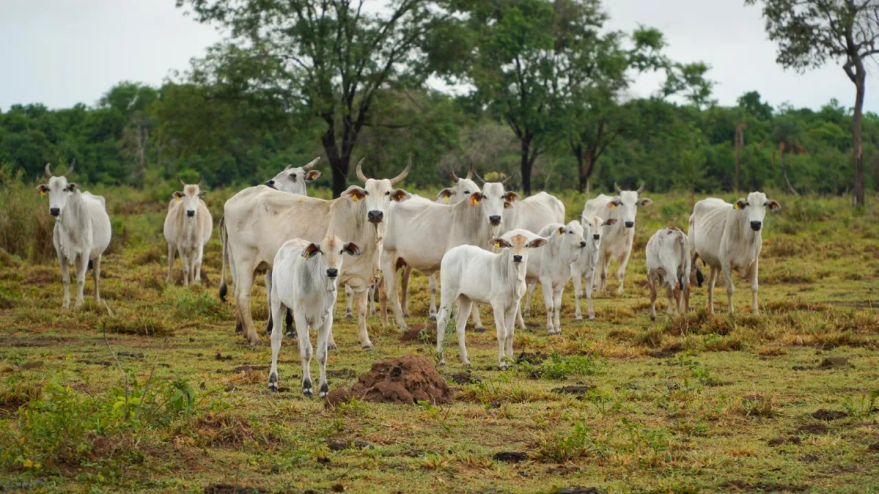 Com certificação de livre de febre aftosa há 25 anos, MT aumenta em 2.242% as exportações de carne bovina