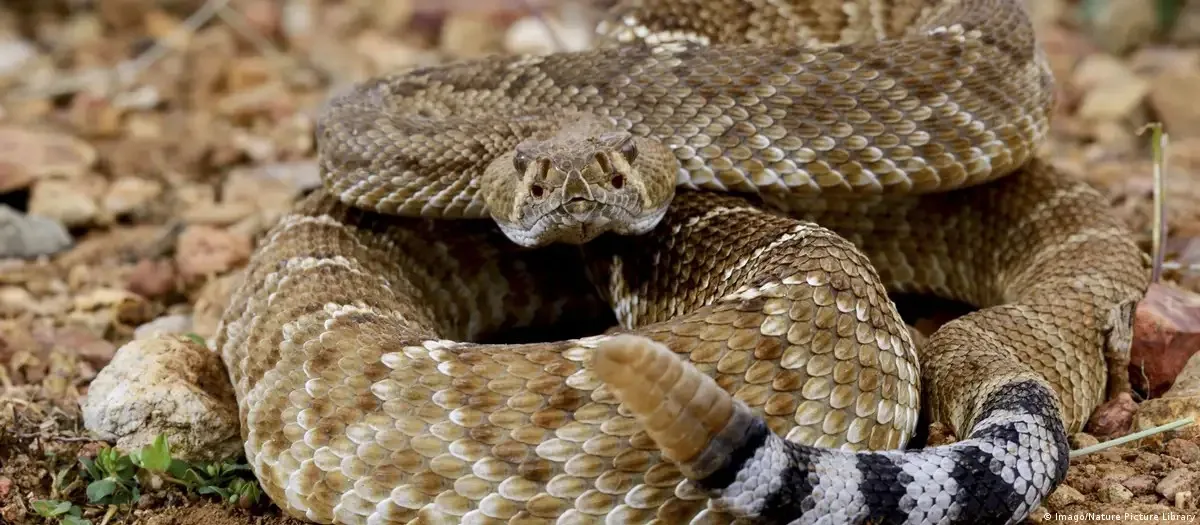Mexicano é preso em aeroporto na Alemanha com 37 cobras venenosas na bagagem