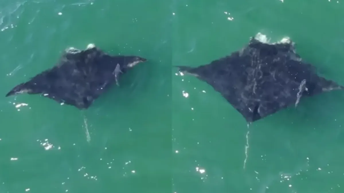 Após “tour” pela Zona Sul do Rio, elefante-marinho de 400 quilos reaparece