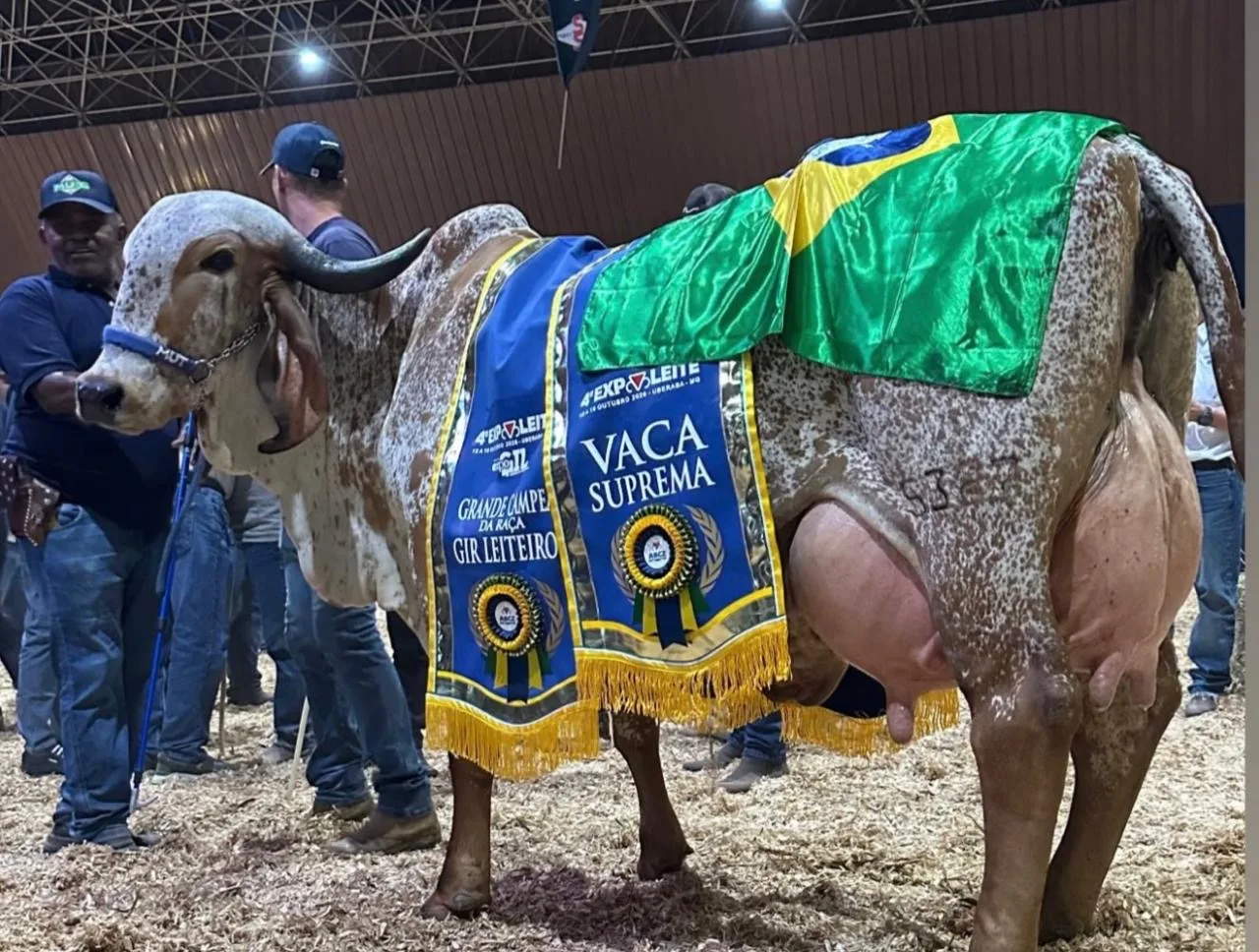 Alinia FIV F. Mutum, vaca do Gir Leiteiro, alcança valorização recorde de R$ 12 milhões; veja vídeo