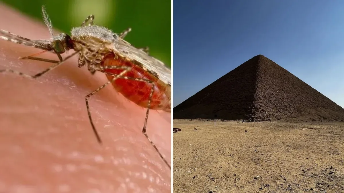 Desaparecimento de ferida não significa cura da sífilis; entenda riscos