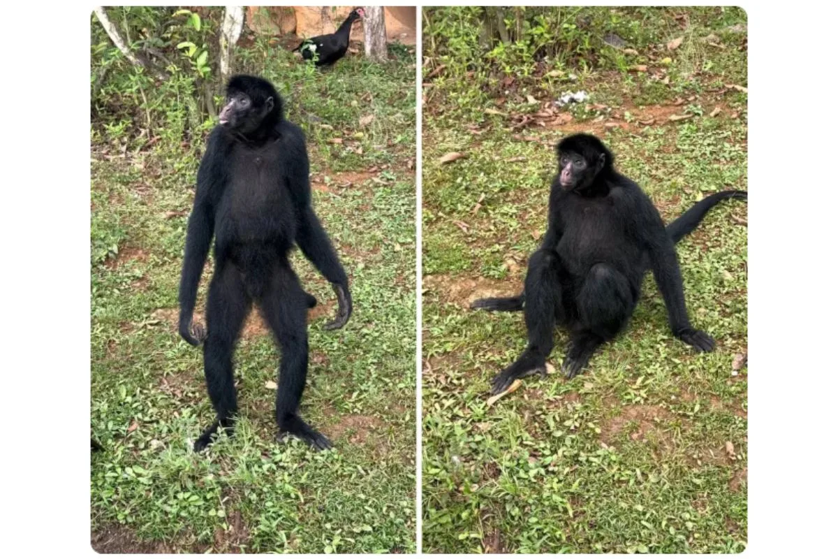 Macaco ameaçado de extinção viaja do DF para SP e vai viver com 3 fêmeas