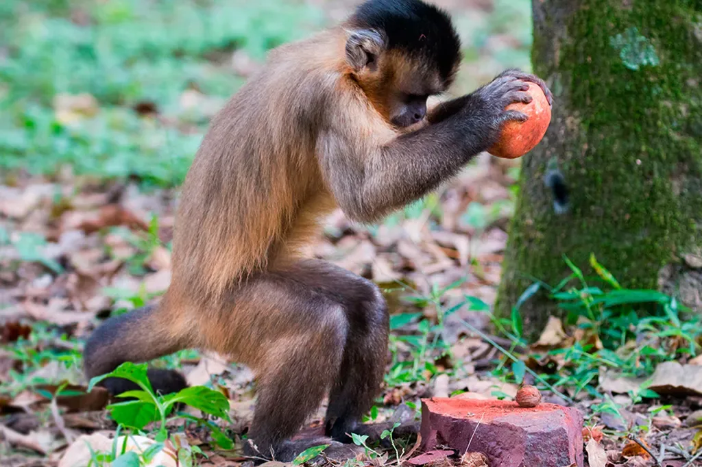 Sala de jantar preferida de macacos-prego inclui locais “sujos” e pedras usadas