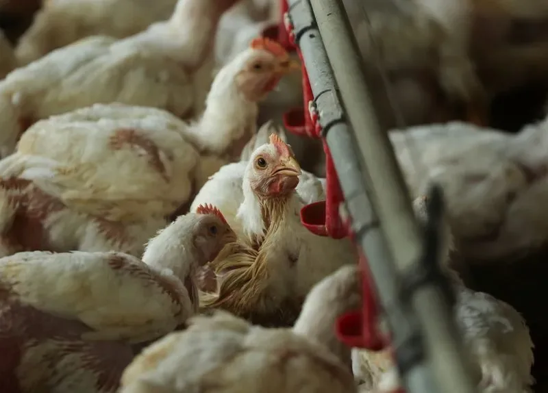 México suspende importação de produtos avícolas do Brasil