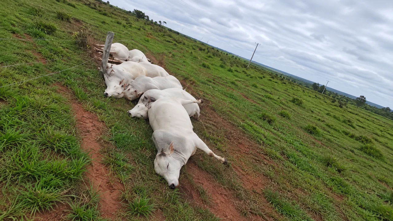 Cabo de alta tensão cai no pasto, mata sete touros PO e causa prejuízo de até R$ 160 mil