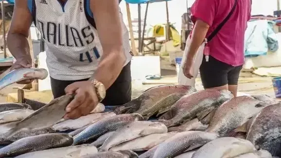 Reabertura do mercado europeu pode ampliar exportações de pescado em 20%
