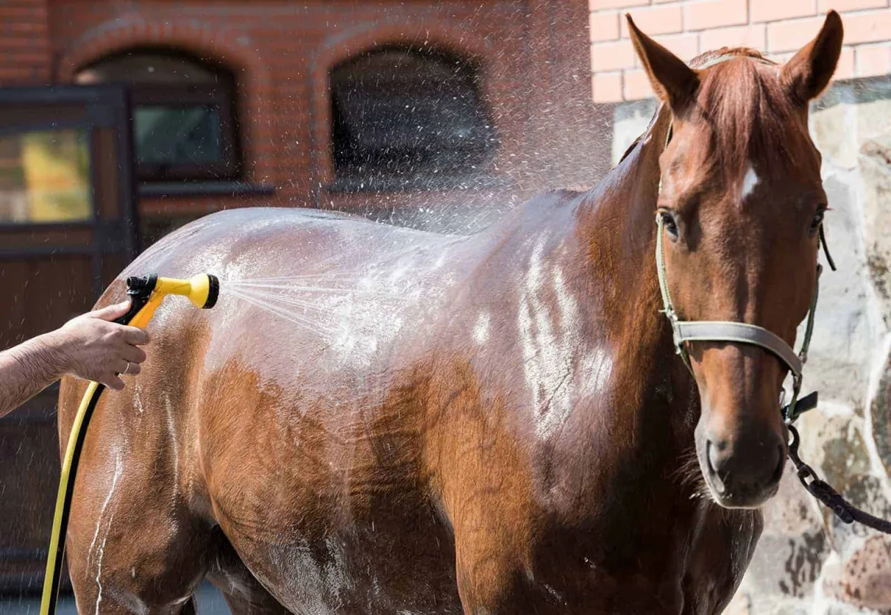 Calor exige cuidados especiais com cavalos e muda rotina de manejo