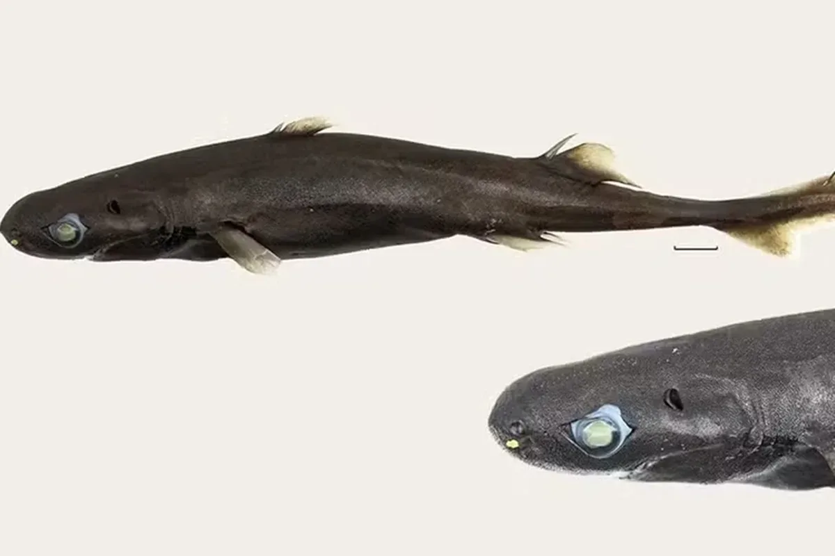 Nova espécie de tubarão de 21 centímetros é descoberta no Oceano Índico