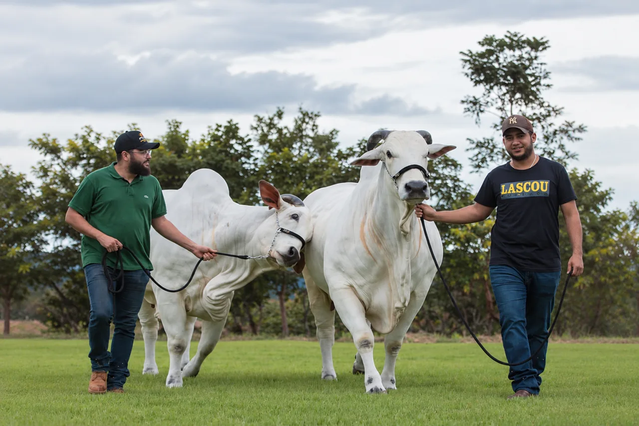 Por dentro da fazenda de 1.306 hectares de Henrique e Juliano, com aeroporto e Nelore milionário