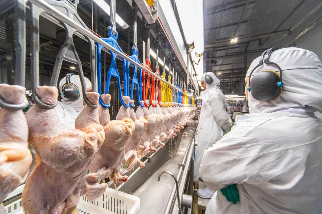 Brasil deve suspender exportações de frango à China após doença de Newcastle em SC